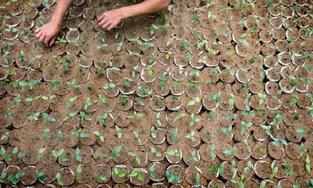Global `greening` has slowed rise of CO2 in the atmosphere, study finds 